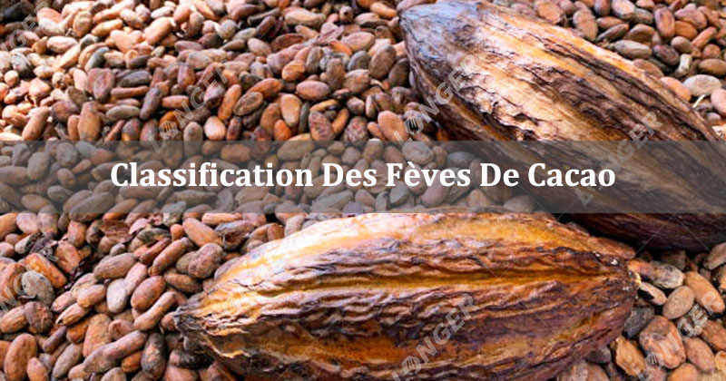 Classification Des Fèves De Cacao - Basée Sur La Qualité