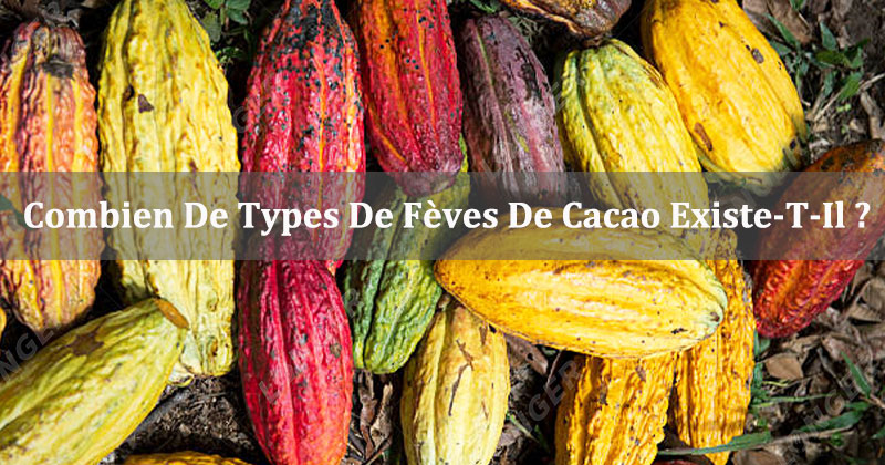 Combien De Types De Fèves De Cacao Existe-T-Il 