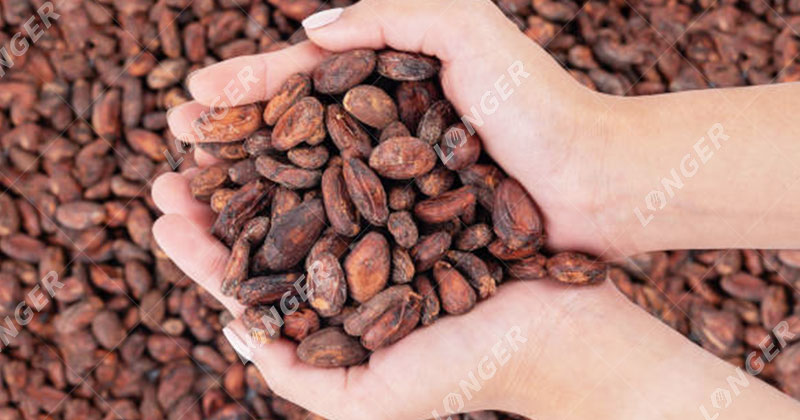 La Récolte De Cacao