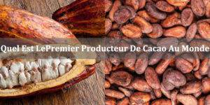 Quel Pays Est Le Premier Producteur De Fèves De Cacao Au Monde