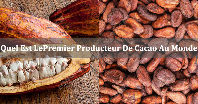 Quel Pays Est Le Premier Producteur De Fèves De Cacao Au Monde 