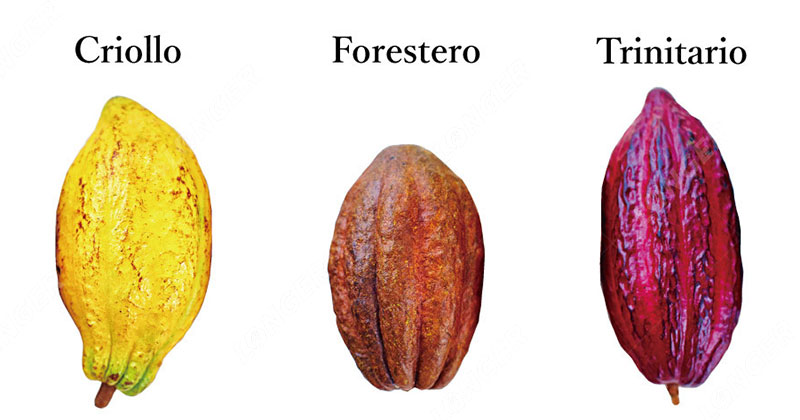 Types De Fèves De Cacao