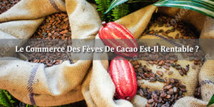 Le Commerce Des Fèves De Cacao Est-Il Rentable