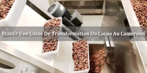 Établir Une Usine De Transformation Du Cacao Au Cameroun
