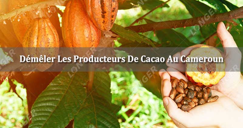 Démêler Les Producteurs De Cacao Au Cameroun