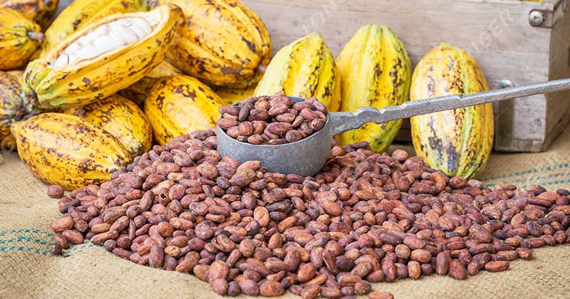 L'Industrie Du Cacao Au Cameroun