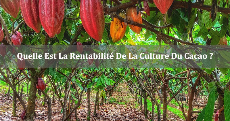 Quelle Est La Rentabilité De La Culture Du Cacao ?
