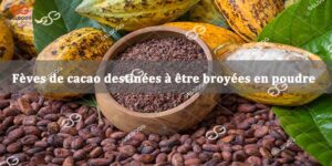 Feves-de-cacao-destinees-a-etre-broyees-en-poudre