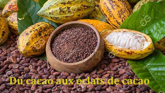 Du cacao aux éclats de cacao